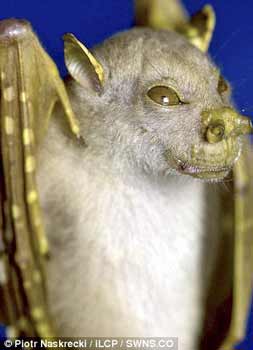 Nhiều động vật lạ ở Việt Nam được phát hiện, Phi thường - kỳ quặc, chuyen la,chuyen la viet nam,chuyen la co that,phat hien,dong vat la