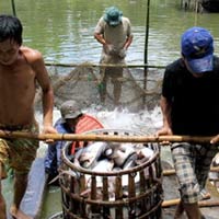 thu mua ca tra - Tin tuc Hình ảnh Video Clip MỚI NHẤT thu mua ca
