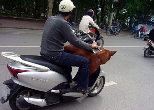 Những chuyến xe “xiếc” giữa thủ đô - 1