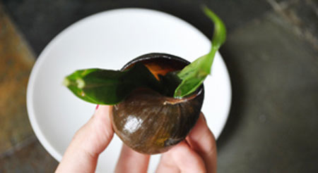 Ốc hấp lá gừng thơm ngon - 9