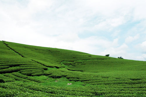 Trôi trên những sóng chè Mộc Châu - 1