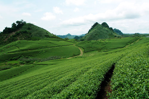 Trôi trên những sóng chè Mộc Châu - 3