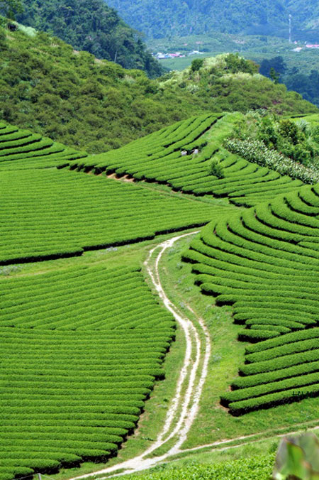 Trôi trên những sóng chè Mộc Châu - 4