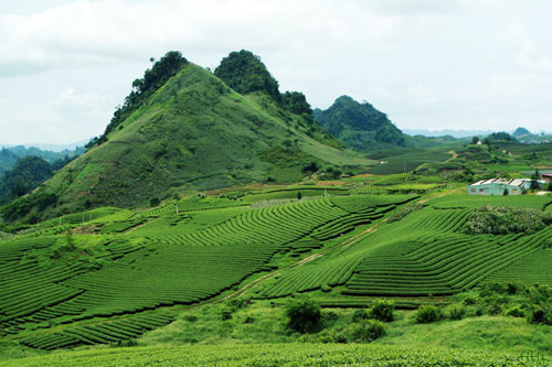 Trôi trên những sóng chè Mộc Châu - 5