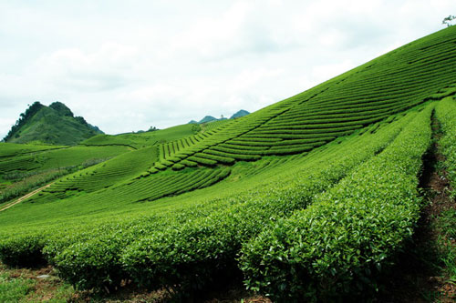 Trôi trên những sóng chè Mộc Châu - 7