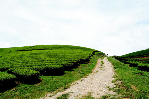 Trôi trên những sóng chè Mộc Châu - 9