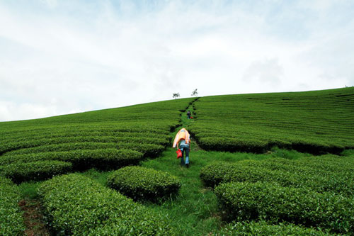 Trôi trên những sóng chè Mộc Châu - 10