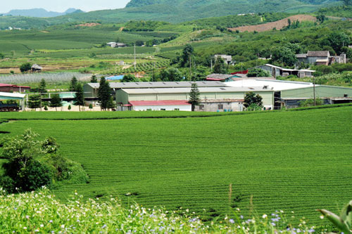 Trôi trên những sóng chè Mộc Châu - 11