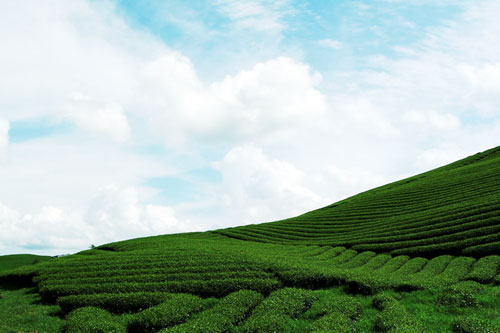 Trôi trên những sóng chè Mộc Châu - 12