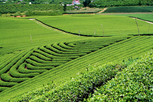 Trôi trên những sóng chè Mộc Châu - 8