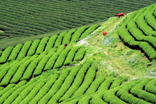 Trôi trên những sóng chè Mộc Châu - 13
