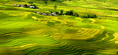 Chiêm ngưỡng những ruộng bậc thang đẹp nhất Tây Bắc - 1