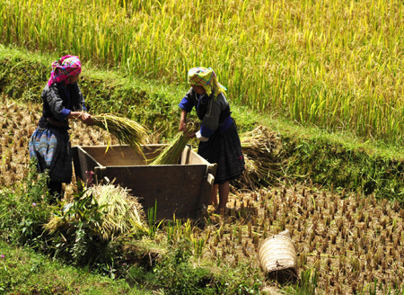 Chiêm ngưỡng những ruộng bậc thang đẹp nhất Tây Bắc - 3