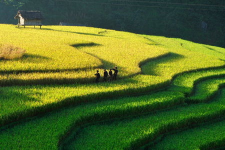 Chiêm ngưỡng những ruộng bậc thang đẹp nhất Tây Bắc - 5