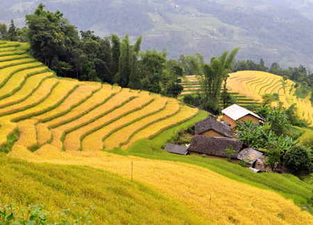 Chiêm ngưỡng những ruộng bậc thang đẹp nhất Tây Bắc - 4