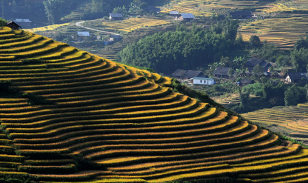 Chiêm ngưỡng những ruộng bậc thang đẹp nhất Tây Bắc - 7
