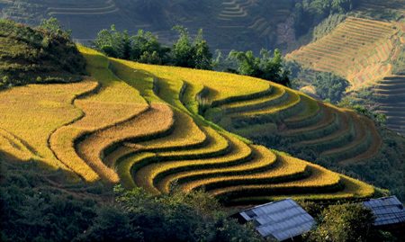 Chiêm ngưỡng những ruộng bậc thang đẹp nhất Tây Bắc - 10