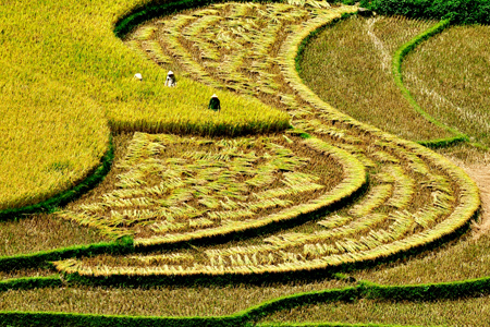 Chiêm ngưỡng những ruộng bậc thang đẹp nhất Tây Bắc - 11