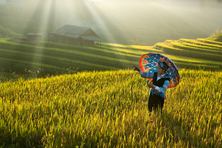 Chiêm ngưỡng những ruộng bậc thang đẹp nhất Tây Bắc - 12