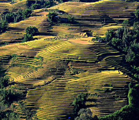 Chiêm ngưỡng những ruộng bậc thang đẹp nhất Tây Bắc - 9
