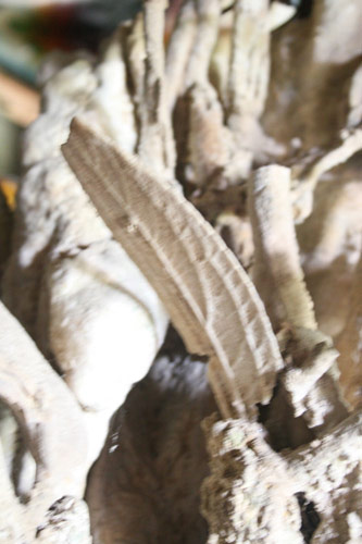 "Săn" được gỗ hóa thạch giá 30 tỷ đồng - 2