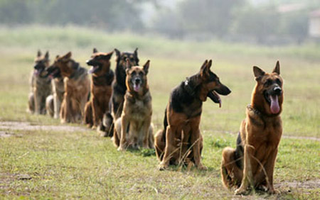 Huấn luyện chó nghiệp vụ - Huy Hoàng