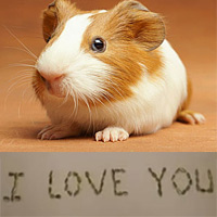 Video: Chú chuột xếp chữ I love you
