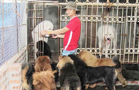 Thú chơi chó "triệu đô" của đại gia HN - 2