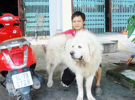 Thú chơi chó "triệu đô" của đại gia HN - 3