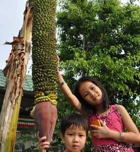 Chuối nghìn trái lại mọc ở Cần Thơ - 2