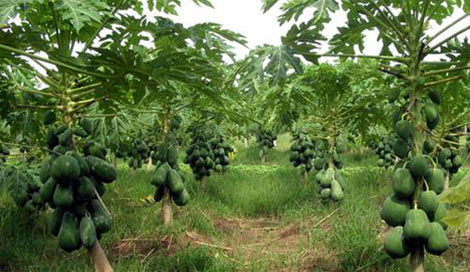 Ngon ngọt đu đủ Tam Nông - 2