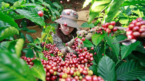 Đến Pleiku vào mùa dã quỳ - 6