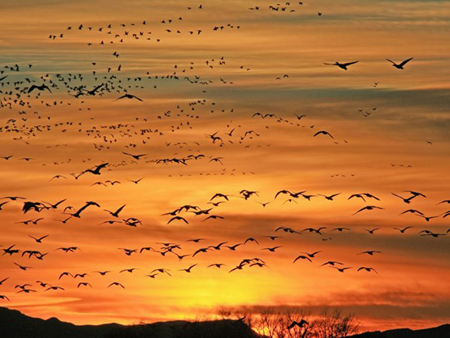 Mỗi dịp tháng 2, các tay ngắm chim thường quy tụ về Delta để chứng kiến hàng ngàn con ngỗng trời tập hợp trên các cánh đồng và mặt nước trải dài từ Delta đến khu quản lý giới tự nhiên Clear Lake. Ảnh: Steve Greenwood, Visit Utah
