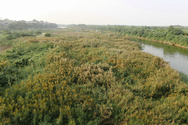 Ảnh: Mùa cỏ lau thơ mộng dưới chân cầu Long Biên - 1