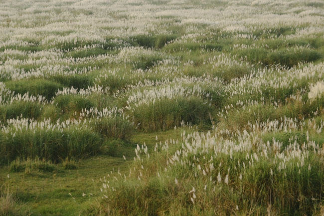 Ảnh: Mùa cỏ lau thơ mộng dưới chân cầu Long Biên - 3