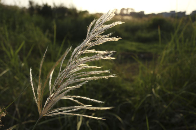 Ảnh: Mùa cỏ lau thơ mộng dưới chân cầu Long Biên - 4