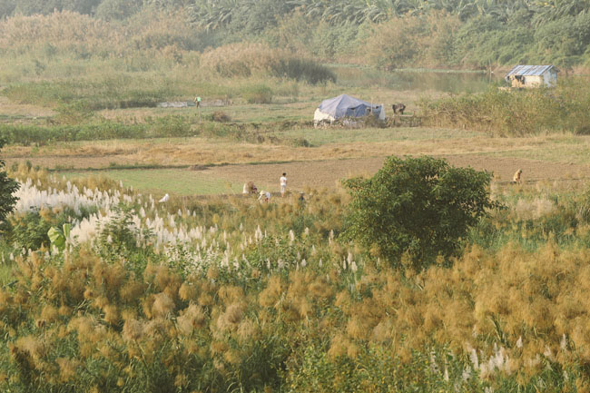 Ảnh: Mùa cỏ lau thơ mộng dưới chân cầu Long Biên - 5