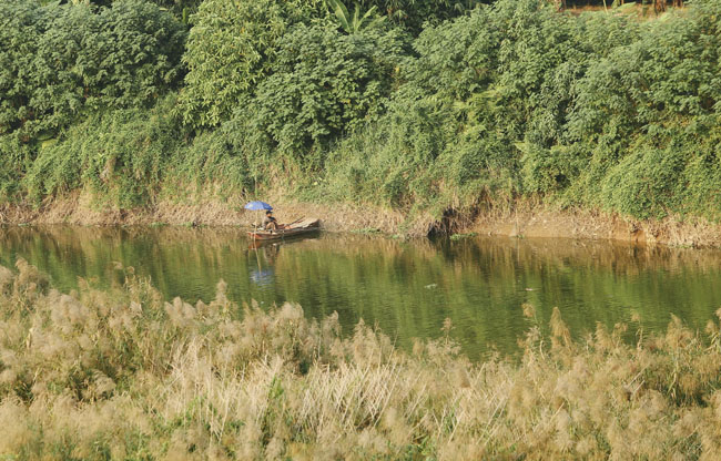 Ảnh: Mùa cỏ lau thơ mộng dưới chân cầu Long Biên - 7