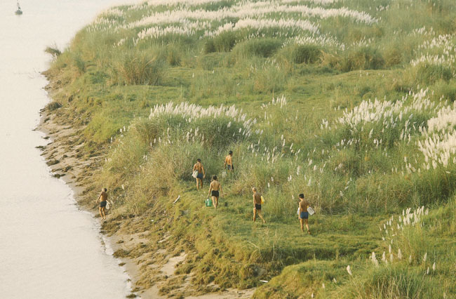 Ảnh: Mùa cỏ lau thơ mộng dưới chân cầu Long Biên - 2