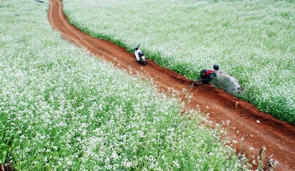 Những điểm ngắm hoa cải trắng tuyệt đẹp ở Mộc Châu - 2
