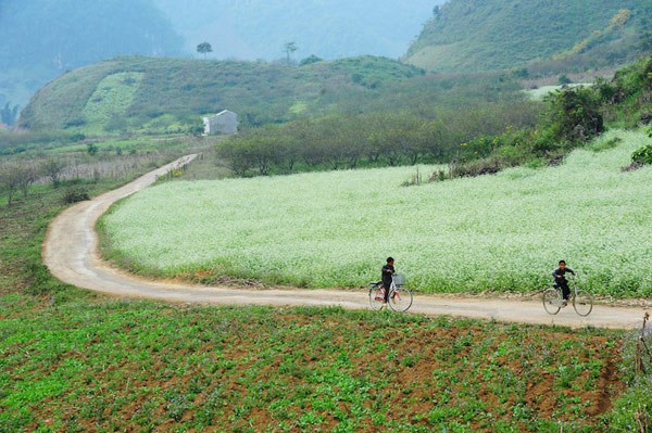 Những điểm ngắm hoa cải trắng tuyệt đẹp ở Mộc Châu - 4