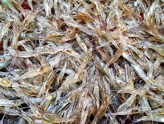Nhớ lắm tép rong rang khế ngày xưa - 2