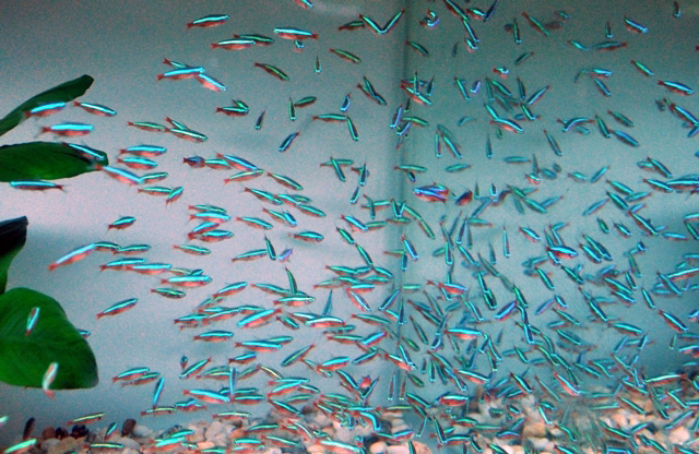 Tận thấy cá ông tiên, kim cương xanh giữa Sài Gòn - 12