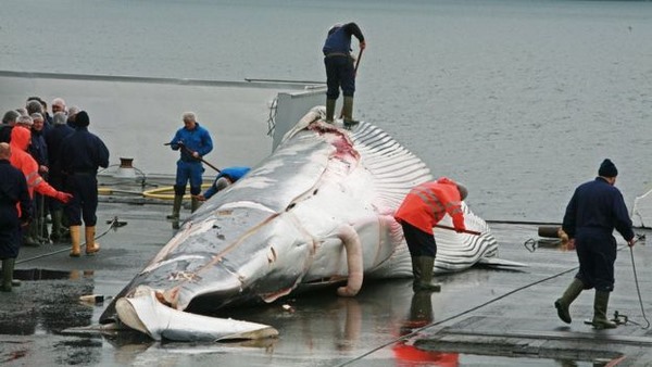 Vì sao người Nhật Bản cứ đi đánh bắt cá voi về ăn? - 2