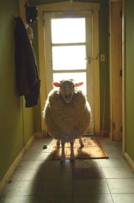 Black Sheep, Lịch phim HBO, Phim, 