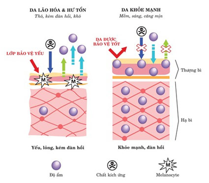 Viên Gel nhau thai cừu Bill Plancenta Canada - từ huyền thoại Ai Cập đến công nghệ “nẩy mầm”, Làm đẹp,