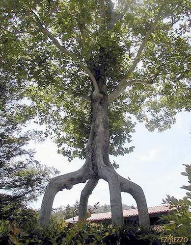 Chùm ảnh: Những loài cây "lạ" - 1