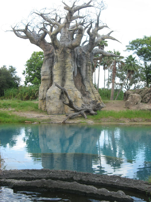 Chùm ảnh: Những loài cây "lạ" - 20