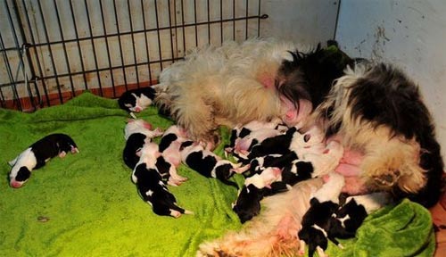 Đất nước chó… đẻ nhiều, Phi thường - kỳ quặc, 