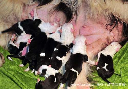 Đất nước chó… đẻ nhiều, Phi thường - kỳ quặc, 